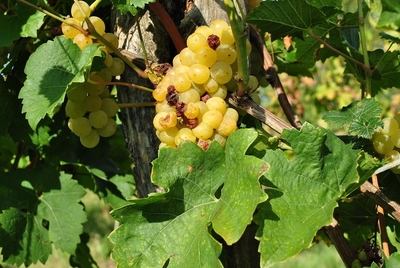 Weinbau am Plattensee Weinbau am Plattensee